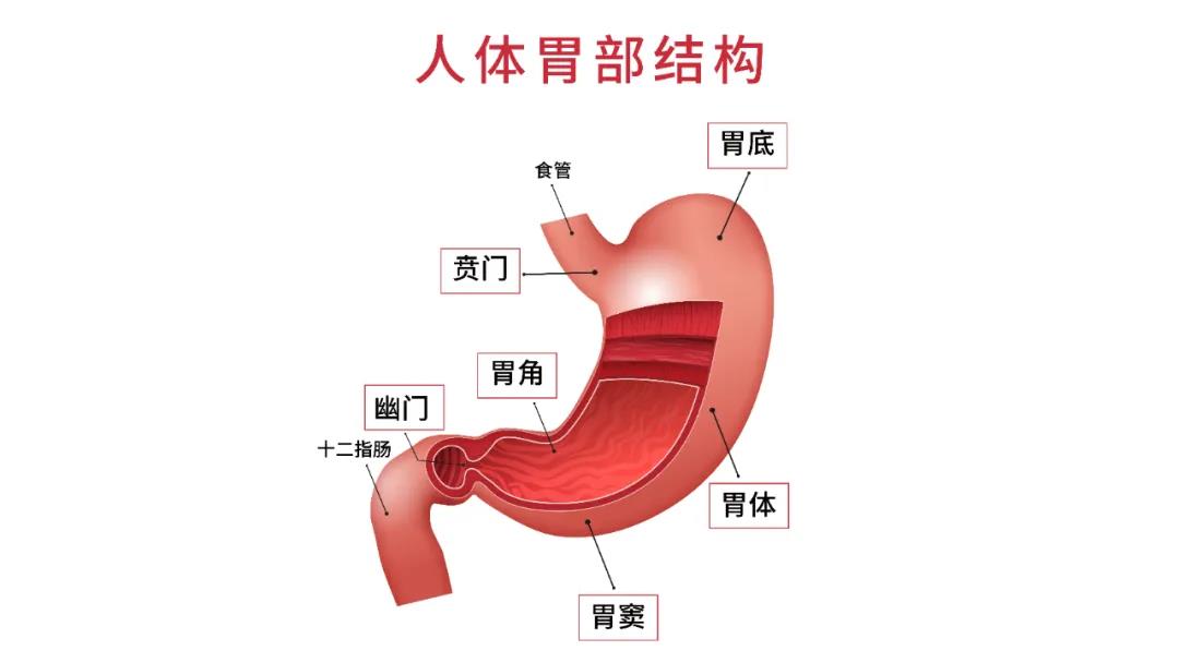安翰官网 | 磁控胶囊胃镜系统 | Ankon